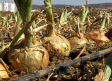 Días de cosecha de cebolla en Los Yébenes