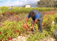 Pimentón de la Vera, un producto con denominación de origen