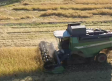 Comienza la cosecha de arroz en Las Minas, Albacete