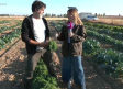 Las huertas en otoño continúan dando fruto, hortalizas y verduras