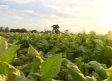 Conocemos la única explotación de cultivo de tabaco en Castilla-La Mancha