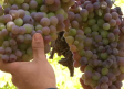 Uveros, un dulce de pan y uvas elaborado en Millana