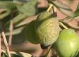 Se estima que la cosecha de aceituna será más corta debido a la sequía