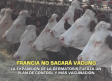 Francia no sacará vacuno para frenar la dermatosis nodular - 20/10/2025