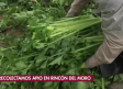 Recogemos brócoli y apio en Rincón del Moro, Albacete