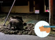 Los jabalíes se pasean por las calles de San Román de los Montes