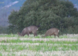 Sobreexplotación de corzos y ciervos en la comarca de Molina de Aragón