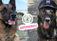 BENEMERITUM: la organización que busca familias adoptivas para agentes caninos
