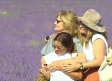 Brihuega regulará el acceso de los visitantes a los campos de lavanda en julio