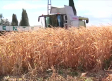 El cultivo del maíz pierde peso en Guadalajara