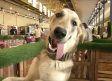 La I Feria Nacional de Adopciones de Albacete reúne a 25 protectoras de animales