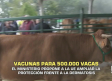 Vacunas para 500.000 vacas - 29/10/2025