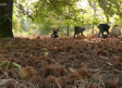 Las castañas no solo se pueden asar
