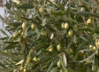 Una jornada de recolección de aceituna en verde en Navahermosa
