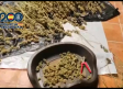 Un fuerte olor permite incautar 27 kilos de marihuana en una vivienda próxima a un centro escolar en Ugena