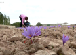 Recogemos azafrán en Tembleque