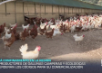 Habrá confinamiento de gallinas camperas y ecológicas hasta febrero - 06/11/2025