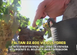 Faltan 22.600 viticultores - 07/11/2025