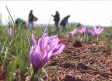 Las Jornadas Azafraneras de Villafranca, una ocasión para conocer este cultivo