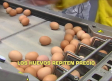 Los huevos repiten precio. La lonja de Toledo aprecia menor tensión - 10/11/2025