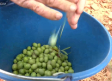 Aprendemos con Trini a aliñar aceitunas