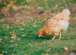 Ampliado a todo el país el confinamiento de aves de corral que se crían al aire libre