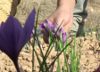 La tradición de cultivar y mondar el azafrán en casa permanece viva