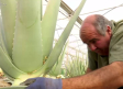 Alover , empresa de Navahermosa pionera en el cultivo de aloe vera en la región
