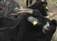Conocemos las cabras negras serranas castizas de Peñascosa