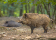 Hallados cuatro jabalíes más en Cataluña muertos por peste porcina