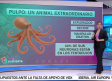 Conocemos un poco más de cerca la complejidad del pulpo