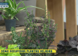 Resucitamos las plantas tras una helada