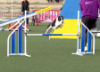 Certamen nacional canino Wao Agility en Madridejos