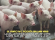 El porcino podría bajar más- 10/12/2025