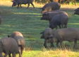 Preocupación en el sector del ibérico por por la peste porcina
