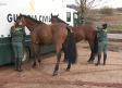 El grupo de caballería de la Guardia Civil vigila el campo
