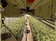 Desmantelan en Erustes una plantación de marihuana valorada en 90.000 euros
