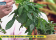 Las plantas que aportan confort al hogar