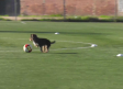 Un perro abandonado se cuela en el entrenamiento del C.F. Talavera. Ésta es su historia