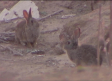Nuevas medidas para controlar la población de conejos en Castilla-La Mancha