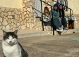 Moriscote, el pueblo con más gatos que personas (y el zorro Leo)