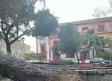 Caídas de árboles en Ciudad Real por las fuertes rachas de viento