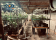 Desmantelan en Torrijos una plantación de marihuana oculta bajo un criadero de pollos