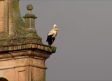 La Calzada de Oropesa cuenta con una numerosa colonia de cigüeñas