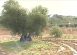 Pérdida en la cosecha de aceituna por las constantes lluvias