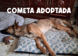 Cometa encuentra adopción gracias a Amparanimals y Estando Contigo