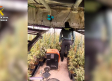 Desmantelada una plantación con 1.500 plantas de marihuana en Hormigos