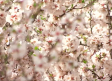 Los almendros, en su máximo esplendor