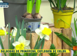 Bulbos de primavera