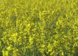 La colza tiñe de amarillo los campos albaceteños